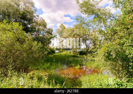 Teich fallenden Teichrosen Lutea auch bekannt als Seerosen und umgeben von Bäumen in der Nähe von Dnepr in Kiew, Ukraine Stockfoto