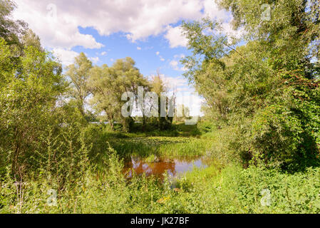 Teich fallenden Teichrosen Lutea auch bekannt als Seerosen und umgeben von Bäumen in der Nähe von Dnepr in Kiew, Ukraine Stockfoto