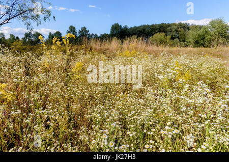 Erigeron Annuus Blumen, auch bekannt als Berufkraut, Daisy Berufkraut oder östlichen Daisy Berufkraut, wächst auf der Wiese unter der warmen Sommersonne in Kiew, U Stockfoto