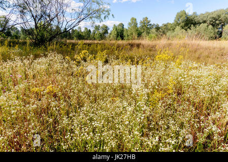 Erigeron Annuus Blumen, auch bekannt als Berufkraut, Daisy Berufkraut oder östlichen Daisy Berufkraut, wächst auf der Wiese unter der warmen Sommersonne in Kiew, U Stockfoto