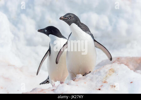 Ein paar von Adelie-Pinguine, schaut in die Kamera in der Antarktis Stockfoto