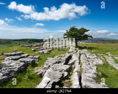 Weiße Wolken bestehen über the Lone Tree bei Winskill Steinen in der Nähe von Stainforth Ribblesdale Yorkshire Dales England Stockfoto