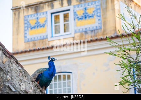 Pfau auf einer Wand in Lissabon mit traditionellen Haus im Hintergrund, Portugal Stockfoto