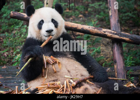 Giant Panda Blick in die Kamera und Essen Bambus, Chengdu, Provinz Sichuan, China Stockfoto