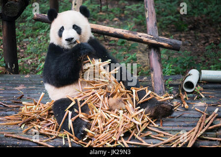 Giant Panda sitzend auf Holz und eatin viel Bambus, Chengdu, Provinz Sichuan, China Stockfoto