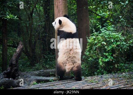 Giant Panda stehend gegen einen Baumstamm, Chengdu, Provinz Sichuan, China Stockfoto
