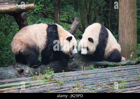 Zwei Panda jungen einander an, Chengdu, Provinz Sichuan, China Stockfoto