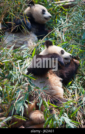 Zwei riesige Pandas liegend auf Bambus, Chengdu, Provinz Sichuan, China Stockfoto