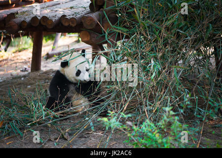 Panda cub Sitzen und Essen Bambus, Chengdu, Provinz Sichuan, China Stockfoto