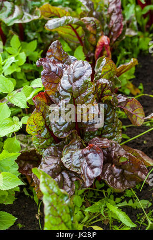 Rote Stängel Mangold (Beta Vulgaris Subspecies Vulgaris) im Bio-Anbau field Stockfoto