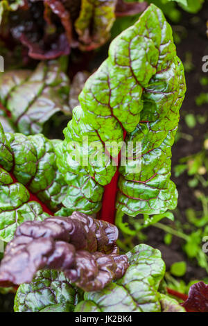 Rote Stängel Mangold (Beta Vulgaris Subspecies Vulgaris) im Bio-Anbau field Stockfoto