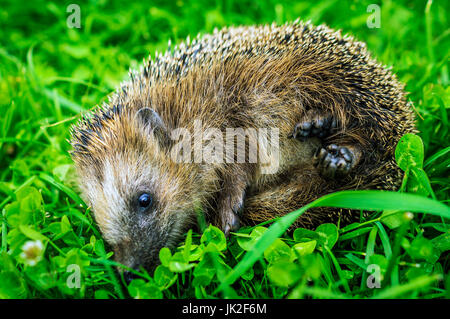 Kleine Igel in den Rasen. Stockfoto