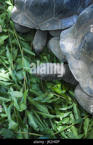 Seychellen, Insel Mahe, Victoria, botanische Gärten, Aldabra Riesenschildkröte, Aldabrachelys elephantina Stockfoto