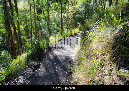 Busch Spur, Queen Mary Falls Nationalpark, Queensland, Australien Stockfoto