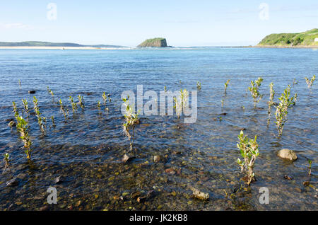 Mangroven, an der Mündung des Flusses Minnamura, Minnamurra, New-South.Wales, Australien. Stack-Insel in Ferne. Stockfoto
