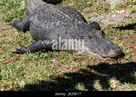 American alligator (Alligator mississippiensis) Big Cypress Bend, Fakahatchee Strand, Florida, USA Stockfoto