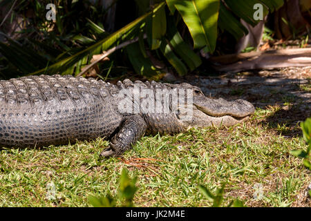 American alligator (Alligator mississippiensis) Big Cypress Bend, Fakahatchee Strand, Florida, USA Stockfoto