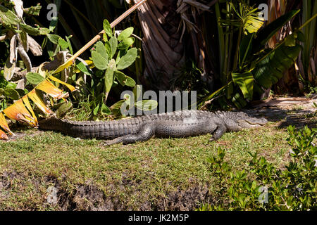 American alligator (Alligator mississippiensis) Big Cypress Bend, Fakahatchee Strand, Florida, USA Stockfoto