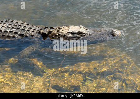 American alligator (Alligator mississippiensis) Kirby Storter Roadside Park, Big Cypress National Preserve, Florida, USA Stockfoto