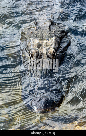 American alligator (Alligator mississippiensis) Kirby Storter Roadside Park, Big Cypress National Preserve, Florida, USA Stockfoto