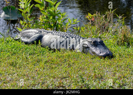 American alligator (Alligator mississippiensis) Aalen, Shark Valley, Everglades National Park, Florida, USA Stockfoto