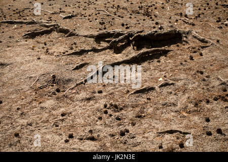 Zapfen und Wurzeln auf dem Boden Stockfoto