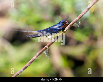 Rauchschwalbe Hirundo Rustica, einziger Vogel auf Draht, Rumänien, Juli 2017 Stockfoto