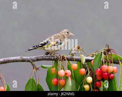 Stieglitz, Zuchtjahr Zuchtjahr, einzigen Jungvogel auf Kirschbaum, Warwickshire, Juni 2017 Stockfoto