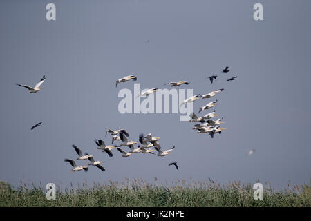 Große weiße-Pelikan, Pelecanus Onocrotalus, große Herde im Flug, Rumänien, Juli 2017 Stockfoto