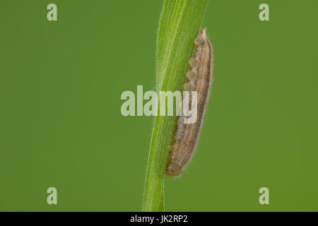 Schachbrett-Falter, Schachbrettfalter, Schachbrett, Raupe Frisst ein Gras, Damenbrett, Melanargia Galathea, marmoriert weiß, Raupe, Le Demi-DeuilS, Stockfoto