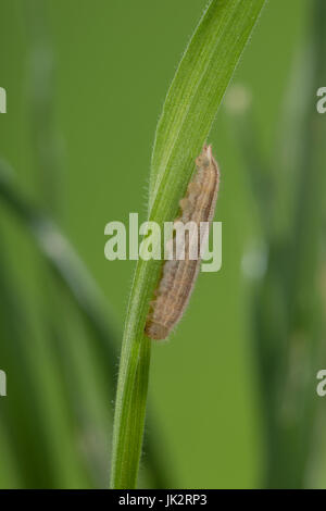 Schachbrett-Falter, Schachbrettfalter, Schachbrett, Raupe Frisst ein Gras, Damenbrett, Melanargia Galathea, marmoriert weiß, Raupe, Le Demi-DeuilS, Stockfoto