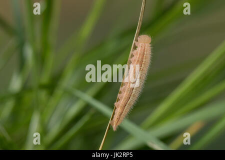 Schachbrett-Falter, Schachbrettfalter, Schachbrett, Raupe Frisst ein Gras, Damenbrett, Melanargia Galathea, marmoriert weiß, Raupe, Le Demi-DeuilS, Stockfoto