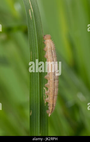 Schachbrett-Falter, Schachbrettfalter, Schachbrett, Raupe Frisst ein Gras, Damenbrett, Melanargia Galathea, marmoriert weiß, Raupe, Le Demi-DeuilS, Stockfoto