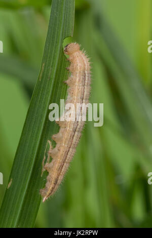 Schachbrett-Falter, Schachbrettfalter, Schachbrett, Raupe Frisst ein Gras, Damenbrett, Melanargia Galathea, marmoriert weiß, Raupe, Le Demi-DeuilS, Stockfoto