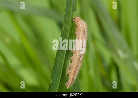 Schachbrett-Falter, Schachbrettfalter, Schachbrett, Raupe Frisst ein Gras, Damenbrett, Melanargia Galathea, marmoriert weiß, Raupe, Le Demi-DeuilS, Stockfoto