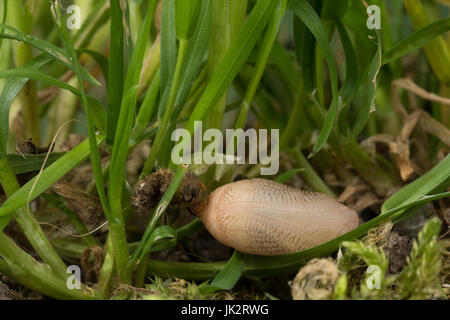 Schachbrett, Puppe, Puppenstadium, Schachbrett-Falter, Schachbrettfalter, Damenbrett, Melanargia Galathea, marmoriert weiß, Puppe, Puppen, Le Demi-DeuilS, Stockfoto