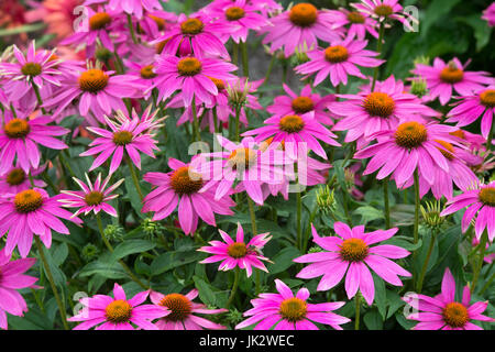 Echinacea Purpurea "PowWow wild Berry". Sonnenhut Stockfoto