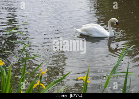 Schwan Schwimmen in einem See in Lincolnshire neben Wasser Iris Stockfoto