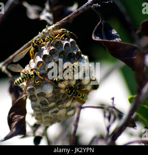 Nahaufnahme von einer Gruppe von Hornissen Gebäude ein Nest in Spanien Stockfoto