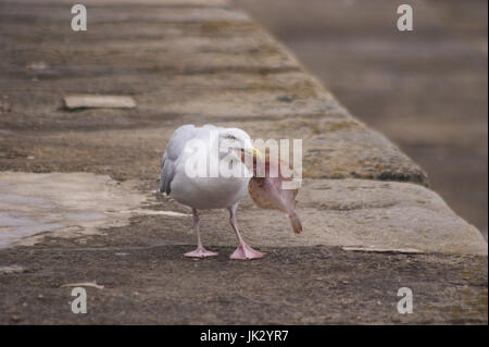 Möwe auf dem Meer Wand Verzehr einer Mahlzeit eines neu gefasst tote Fische auf der Landspitze in Hartlepool Stockfoto