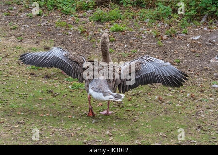 Graugans erstreckt sich seine Flügel, aufgenommen im Park Poole, Dorset, Großbritannien Stockfoto