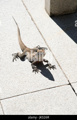 Erhöhte Ansicht des Australian Water Dragon ausruhen in der Sonne mit dem Schatten in Sydney, Australien. Stockfoto