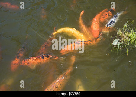 Vielzahl von lebendigen bunten Koi-Karpfen schwimmen im Teich. Stockfoto