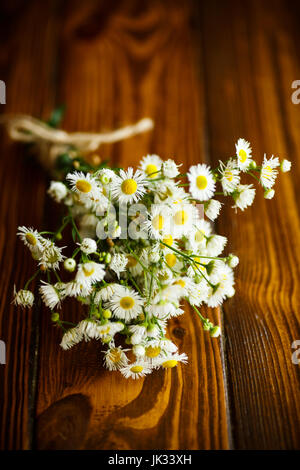 Bouquet von Feld-Kamille Stockfoto