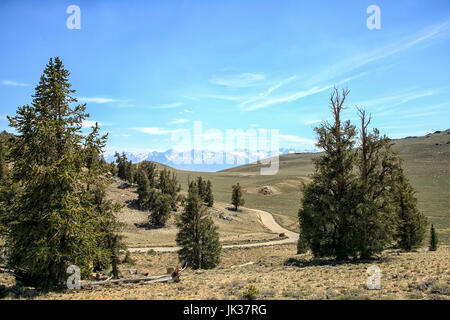 Blick auf weißen Berge von alten Bristlecone Pine Tree, Kalifornien Stockfoto