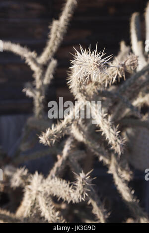 USA, Arizona, Hackberry, RT 66 Stadt, Cholla Cactus Opunthia acanthocarpa Stockfoto