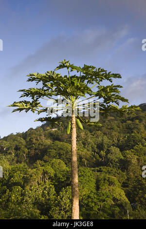 Seychellen, Mahe Island, Jackfruit Baum, Artocarpus heterophyllus Stockfoto