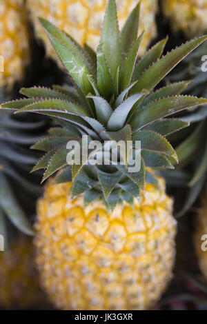 Frankreich, Réunion, Saint-Paul, direkt am Meer-Markt, Ananas Stockfoto