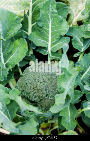 Brokkoli (Brassica Oleracea) im Bio-Anbau field Stockfoto