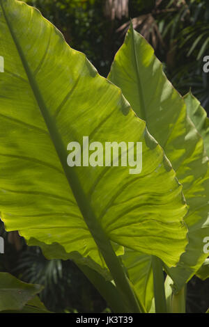 Seychellen, Insel Mahe, Victoria, Botanischer Garten, Pigyam, Alocasia macrorrhiza Stockfoto